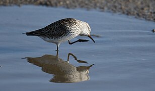 White-rumped Sandpiper - 52132842064.jpg