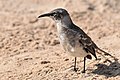 Galápagos Mockingbird on Sata Fé