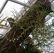 Angraecum subulatum