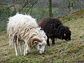 Moutons d'Ouessant 8