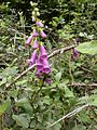 Digitalis purpurea