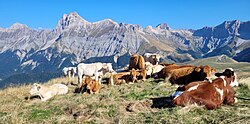 Vaches en fin d'estive (octobre) sur la crête de la montagne de France face à la crête ouest du Dévoluy dominée par le Grand Ferrand (2758 m).