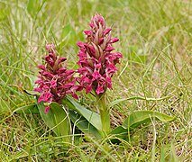 Mg-k d1002037 dactylorhiza coccinea.jpg