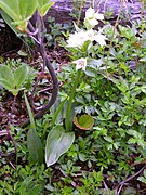 Orchis fauriei Galearis fauriei