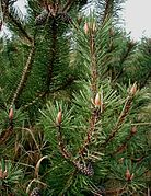 Pinus mugo: needles and cones