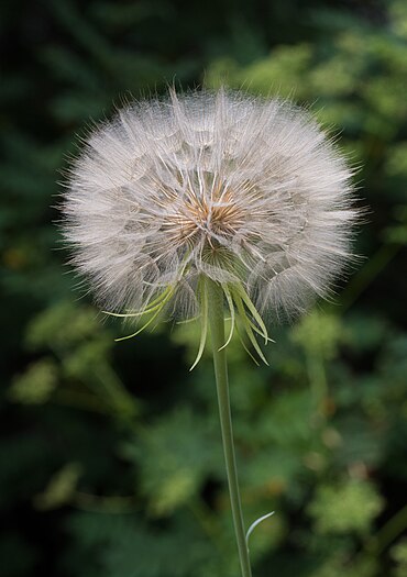 Tragopogon seedhead