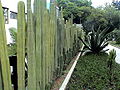 Cactus fence at the house of Frida and Diego Rivera