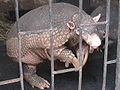 Giant armadillo.jpg