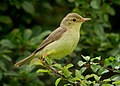 Melodious warbler (Hippolais polyglotta) au Petit Loc'h.