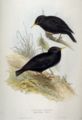 Storno nero Sturnus unicolor