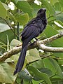 Smooth-billed ani (Crotophaga ani)