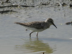 Calidris fuscicollis, Caroni, Trinidad 1.jpg