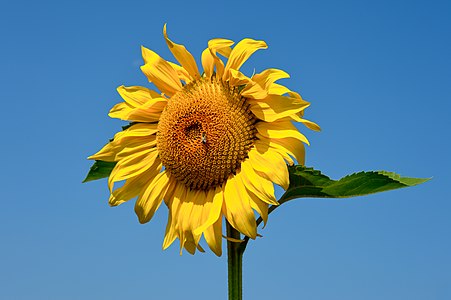 "Eberndorf_Köcking_Sonnenblumenfeld_Biohof_Tomic_18072014_0792.jpg" by User:Johann Jaritz