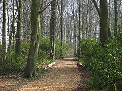 Lancaster University Woodland Trail 6078.JPG