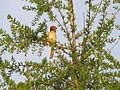 Foliage and mature cones; with Toxostoma rufum; Seney National Wildlife Refuge, Schoolcraft County, Michigan