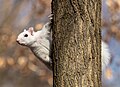 Image 56White (leucistic) eastern gray squirrel perched on a tree in Brooklyn