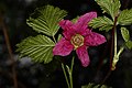 Rubus spectabilis