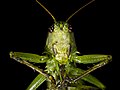 17 Great Green Bush Cricket uploaded by Archaeodontosaurus, nominated by Archaeodontosaurus