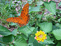 Gulf Fritillary Butterfly