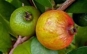 Psidium cattleianum (Myrtaceae) 01.jpg