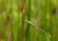 Southern emerald damselfly (Lestes barbarus) à Pen-er-Malo.