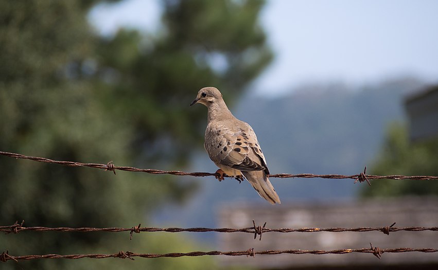 Dove on barbed wire