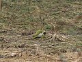 Male pecking in the soil for ants