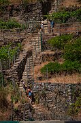 Grape plantation in Manarola, Cinque Terre, Italy 3.jpg