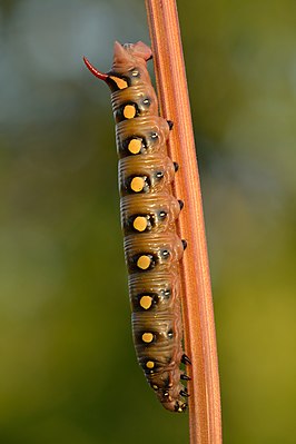 Bedstraw hawk-moth caterpillar in a moment before pooping