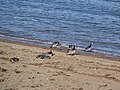 Post-breeding flock; Ny-Ålesund, Spitsbergen, Svalbard