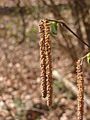 Male flowers