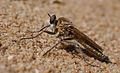 Dune Robberfly (Philonicus albiceps), au Fort du Loc'h.