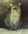 (cat) Puma yagouaroundi