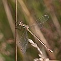 82 Migrant spreadwing (Lestes barbarus) female Belgium uploaded by Charlesjsharp, nominated by Charlesjsharp,  14,  0,  0