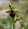 Ophrys incubacea Monte Pellegrino