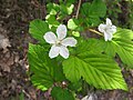 Rubus microphyllus