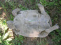 Testudo graeca 40 years old, female