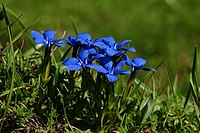 Gentiana verna