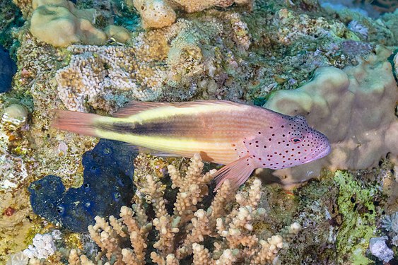 Blackside hawkfish (Paracirrhites forsteri), Ras Muhammad National Park, Egypt.