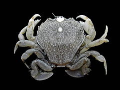 Portumnus latipes (Pennant's swimming crab)