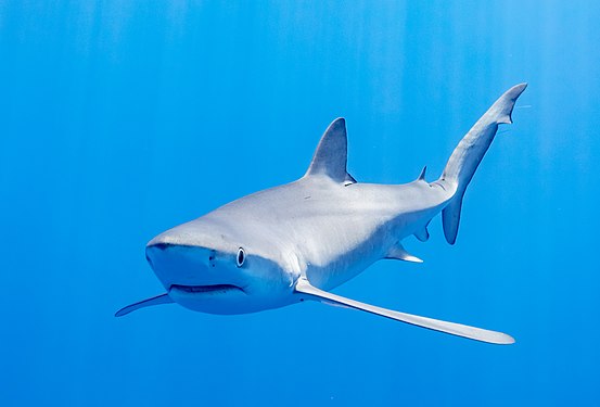 Blue shark (Prionace glauca), Faial-Pico Channel, Azores Islands, Portugal.