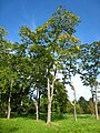 Arboretum de Chèvreloup in Rocquencourt