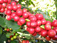 Red Catucaí Coffee, a variety of Coffea arabica - Matipó City - Minas Gerais State - Brazil