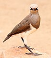 (Lamprotornis fischeri, cat.)