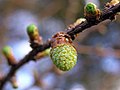 Pollen cone