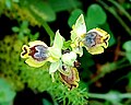 Ophrys lutea subsp. minor (Ophrys sicula)