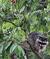 A mother raccoon eating cherries in a cherry tree in a suburban backyard in Burnaby, BC