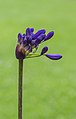 "Agapanthus_'Windlebrook'_05.jpg" by User:Famberhorst