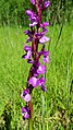 Anacamptis palustris Germany - Ichenheim