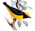 Euphonia saturata (cat.)